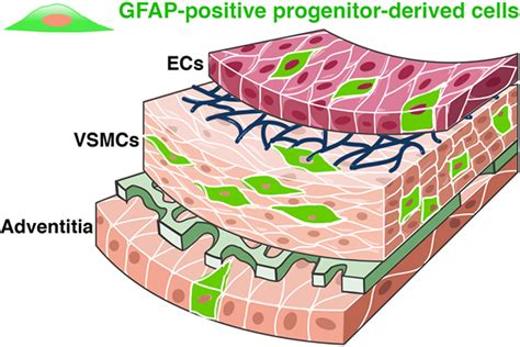 ogfap|Glial fibrillary acidic protein